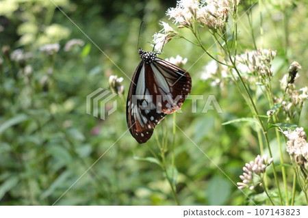 赤城自然公園的Asagi madara 107143823