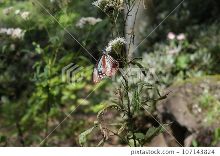 赤城自然公園的Asagi madara 107143824