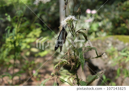 赤城自然公園的Asagi madara 赤城自然公園的Asagi madara 107143825
