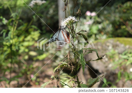 赤城自然公園的Asagi madara 赤城自然公園的Asagi madara 107143826