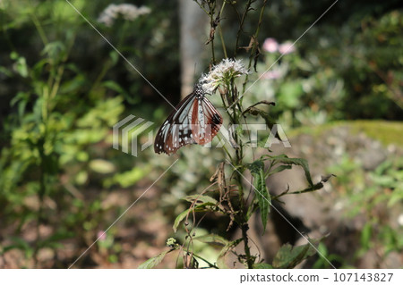 赤城自然公園的Asagi madara 赤城自然公園的Asagi madara 107143827