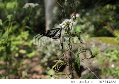 赤城自然公園的Asagi madara 赤城自然公園的Asagi madara 107143828
