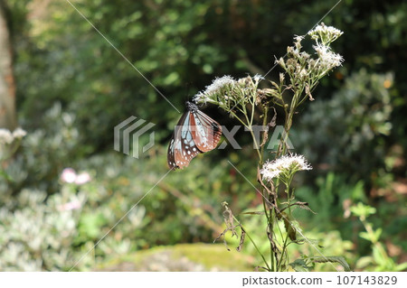 赤城自然公園的Asagi madara 赤城自然公園的Asagi madara 107143829