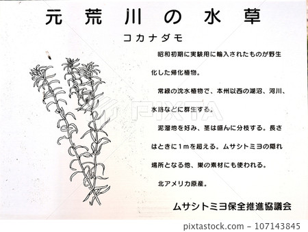 An explanatory signboard explaining the nature of Moto-Arakawa, where Tomiyo Musashi lives. 107143845