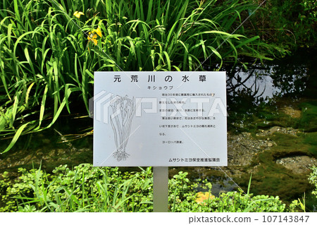 說明武藏富世居住的元荒川的本質的說明牌。 107143847