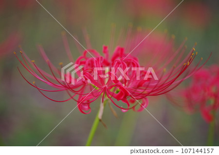 紅蜘蛛百合 紅蜘蛛百合 107144157