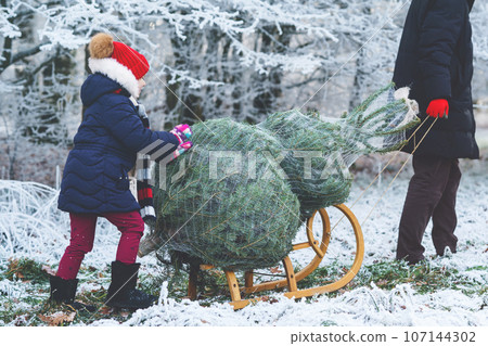 Happy little girl and dad pushing Christmas tree on sleigh. Preschool child with father, young man on fir cutting plantation. Family choose, cut and fell own xmas tree in forest. Germany tradition 107144302