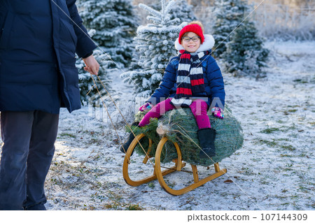 Happy little girl and dad pushing Christmas tree on sleigh. Preschool child with father, young man on fir cutting plantation. Family choose, cut and fell own xmas tree in forest. Germany tradition 107144309