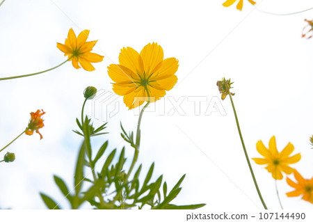 Yellow cosmos flowers and blue sky with white clouds in the background. Yellow cosmos flowers and blue sky with white clouds in the background. 107144490