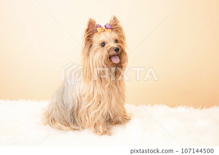 Riku the smiling Yorkshire terrier Riku the smiling Yorkshire terrier 107144500