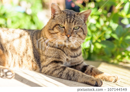 Relaxing cat Relaxing cat 107144549