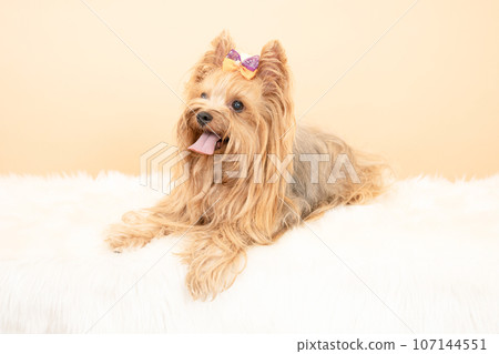 Riku the smiling Yorkshire terrier Riku the smiling Yorkshire terrier 107144551