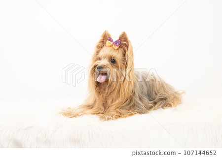 Riku, a Yorkshire terrier, smiles against a white background 107144652