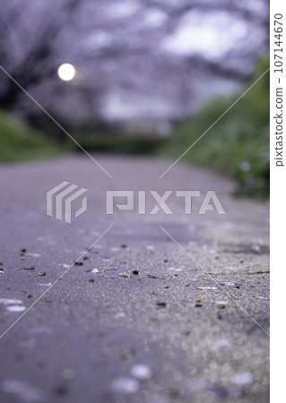 櫻花花瓣飄落在路上 櫻花花瓣飄落在路上 107144670