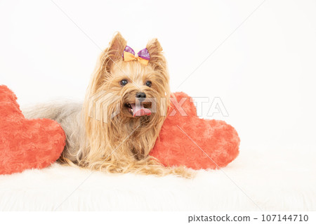 Riku,一隻微笑的約克夏犬,有一顆紅心 Riku,一隻微笑的約克夏犬,有一顆紅心 107144710