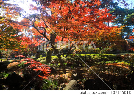 Autumn leaves of Otaku Park Autumn leaves of Otaku Park 107145018
