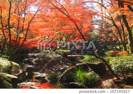 Autumn leaves of Otaku Park 107145027