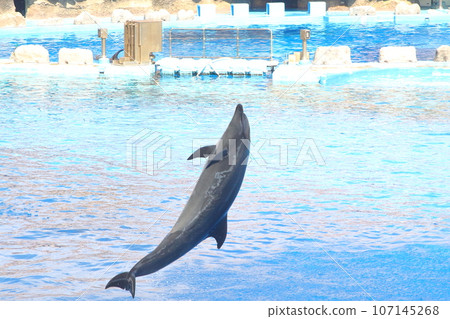 Enjoyable dolphin show at Nagoya Port Aquarium 107145268