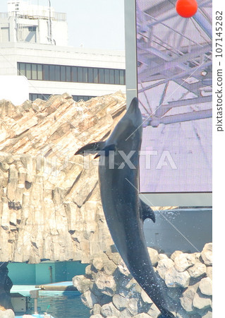Enjoyable dolphin show at Nagoya Port Aquarium Enjoyable dolphin show at Nagoya Port Aquarium 107145282