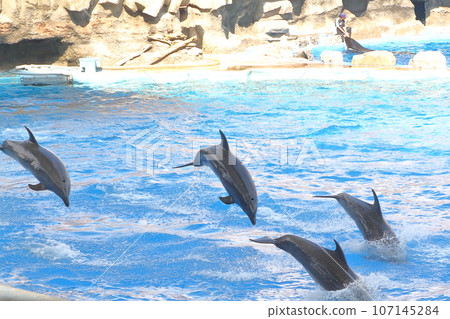 名古屋港水族館精彩的海豚表演 名古屋港水族館精彩的海豚表演 107145284