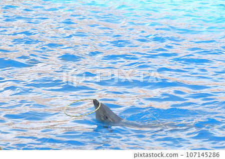 Enjoyable dolphin show at Nagoya Port Aquarium Enjoyable dolphin show at Nagoya Port Aquarium 107145286
