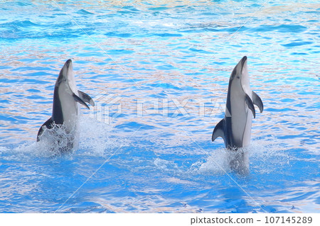 Enjoyable dolphin show at Nagoya Port Aquarium Enjoyable dolphin show at Nagoya Port Aquarium 107145289