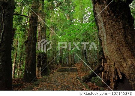 Wakayama Prefecture Kumano Kodo Daimonzaka 107145378