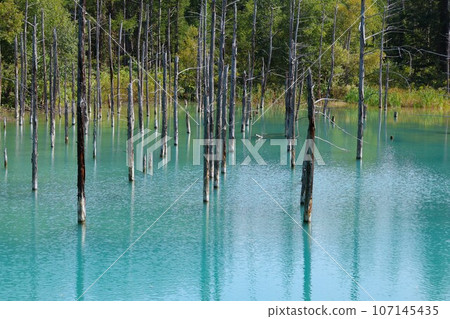 [Video included] Shirokane Blue Pond (Biei Town, Kamikawa District, Hokkaido) 107145435