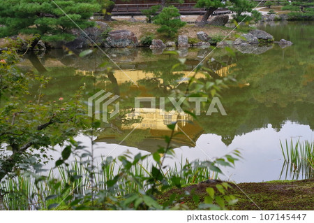 金閣寺周圍有美麗的松樹,是京都的熱門旅遊目的地。 金閣寺周圍有美麗的松樹,是京都的熱門旅遊目的地。 107145447