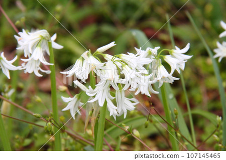 Allium Triketorum 02 107145465