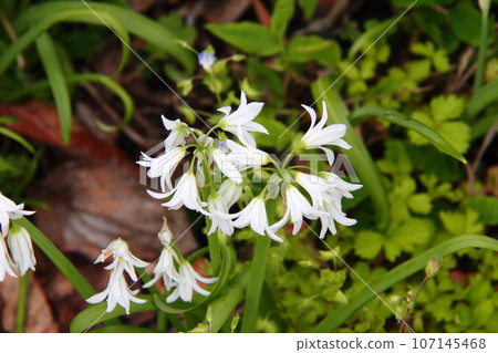 三酮蔥 05 107145468