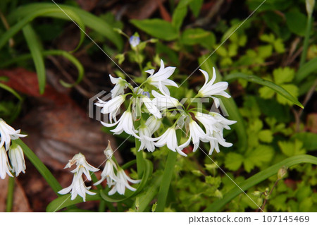Allium Triketorum 06 107145469