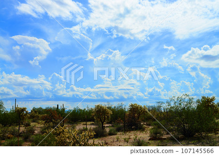 Sonora Desert Arizona 107145566