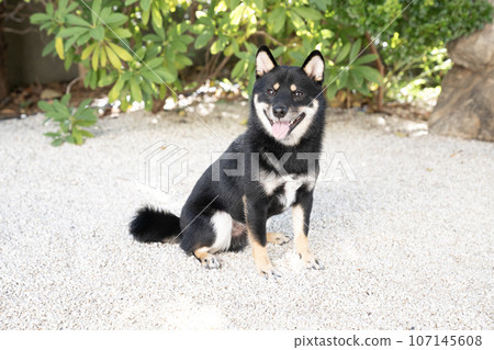 豆柴小太郎在白石庭園微笑 107145608