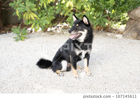 Kotaro Mameshiba smiles in the white stone garden Kotaro Mameshiba smiles in the white stone garden 107145611