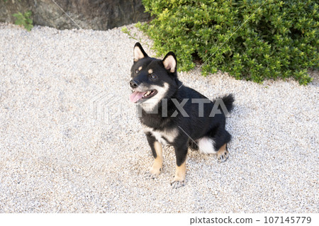 Kotaro Mameshiba smiles in the white stone garden Kotaro Mameshiba smiles in the white stone garden 107145779