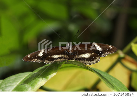 The beautiful butterfly on flower is show beauty wing in nature garden The beautiful butterfly on flower is show beauty wing in nature garden 107146084