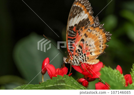 The beautiful butterfly on flower is show beauty wing in nature garden 107146085