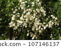 茶樹01 107146137