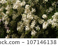 茶樹 02 107146138