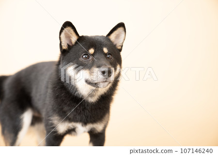 Bust up of Kotaro with beige back and Mameshiba 107146240