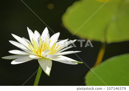 Water lilies 107146379