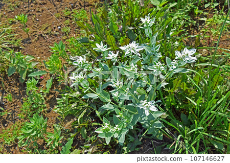 Hatsumi貓頭鷹(第一場雪草) Hatsumi貓頭鷹(第一場雪草) 107146627
