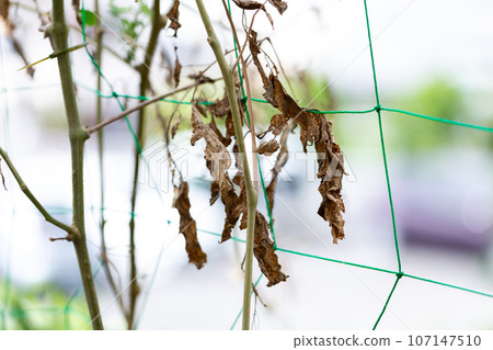 番茄花枯萎了 番茄花枯萎了 107147510