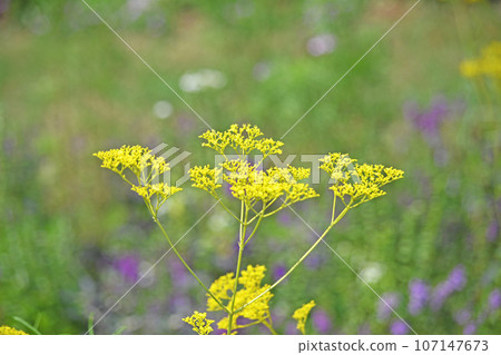 奧米娜的花 107147673