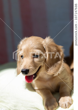 Puppy Kaninhen Dachshund Puppy Kaninhen Dachshund 107147686