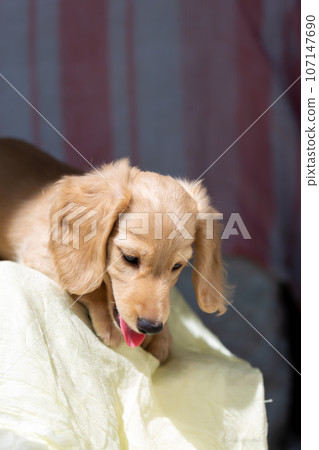Puppy Kaninhen Dachshund 107147690
