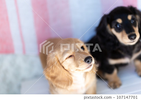 Puppy Kaninhen Dachshund 107147701
