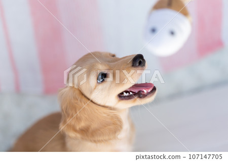 小狗 Kaninhen 臘腸 小狗 Kaninhen 臘腸 107147705