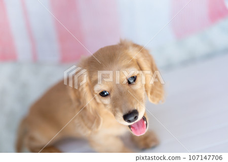 小狗 Kaninhen 臘腸 小狗 Kaninhen 臘腸 107147706